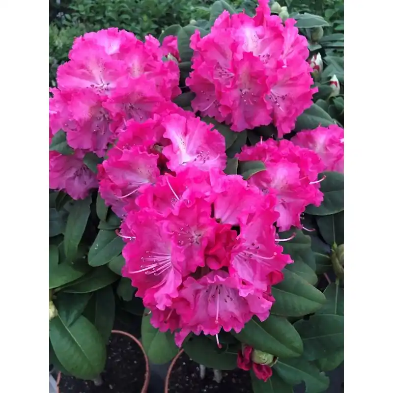 Extra korting - Rhododendron Germania
