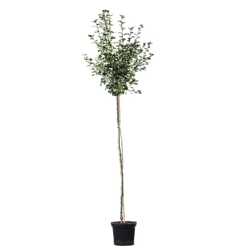 Crataegus Carrierei - Actieprijs