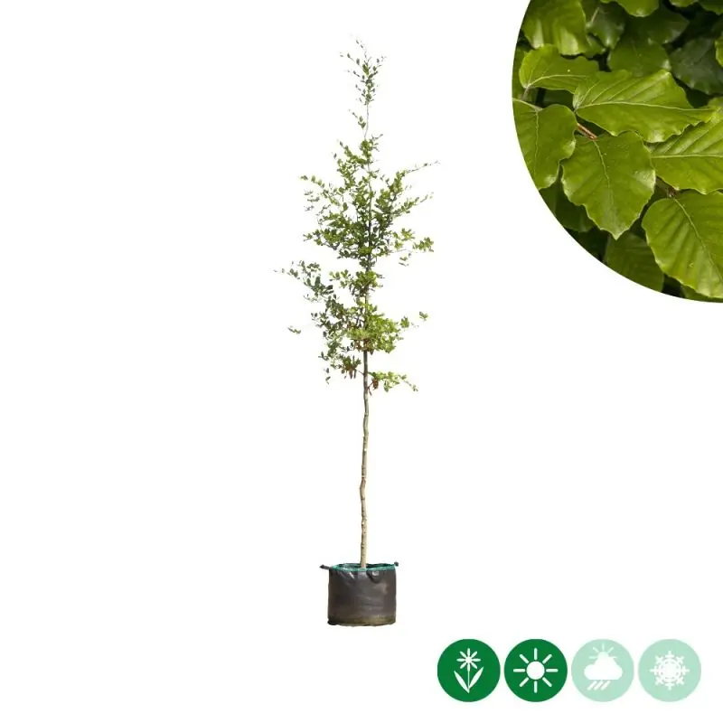 Topprijs - Fagus sylvatica