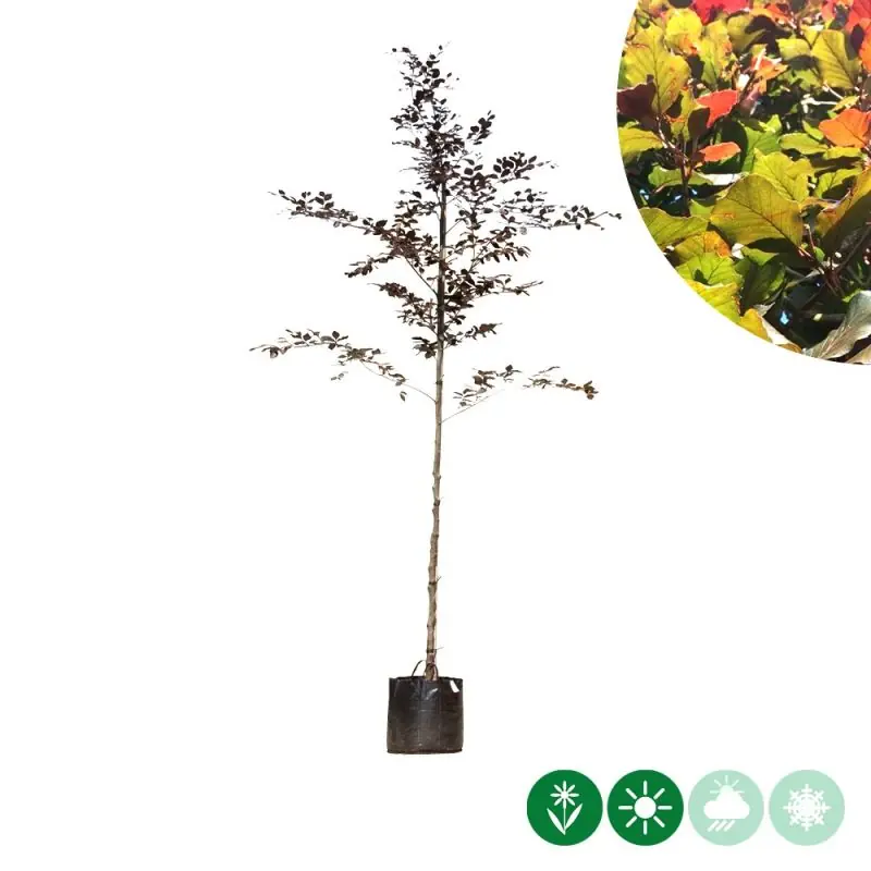 Fagus Atropunicea - Mis het niet
