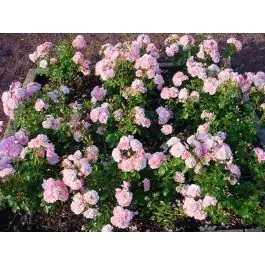 Rosa Bonica 82 | Direct van de fabrikant