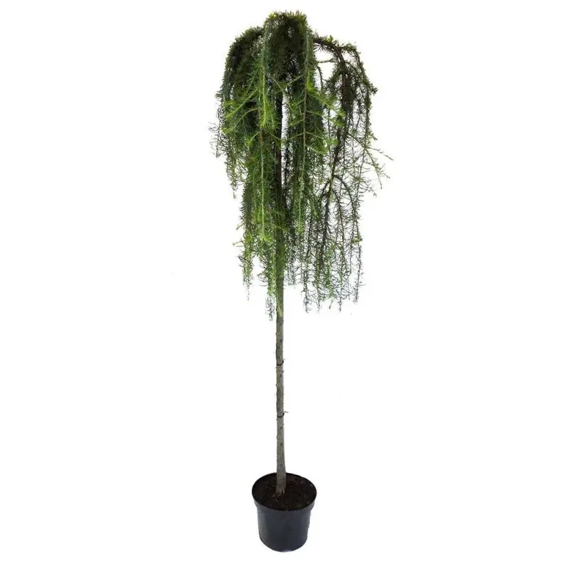 Larix Stiff Weeper - treurvorm | Laatste kans