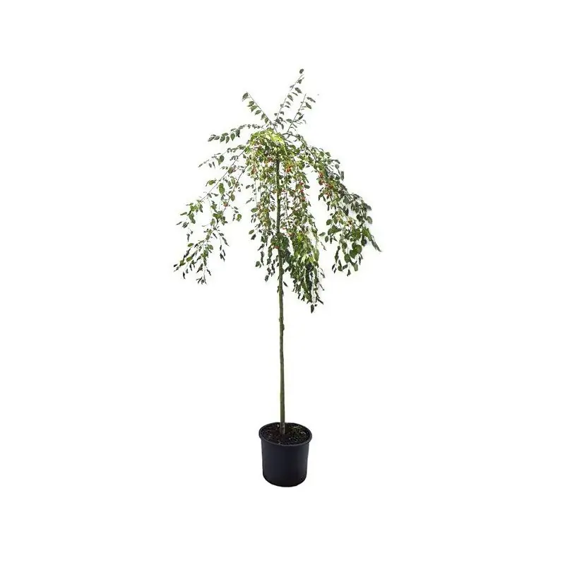 Malus Red Jade - Nieuw product