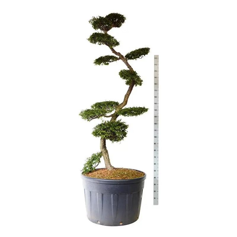 Nothofagus antarctica - bonsai | Topkwaliteit