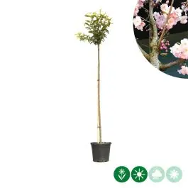Klantfavoriet | Prunus Accolade