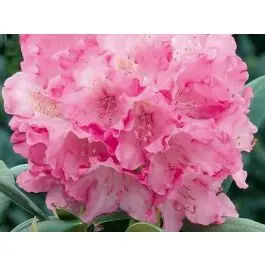 Rhododendron Kalinka - Voorraad bijna op