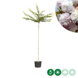Prunus Autumnalis Rosea | Alleen deze week