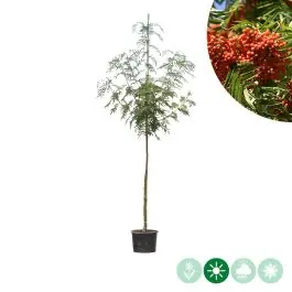 Sorbus Dodong | Superprijs