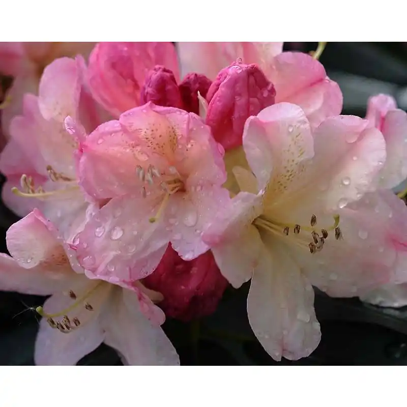 Rhododendron Percy Wiseman | Sale