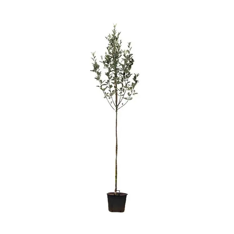Spoedlevering | Sorbus Magnifica