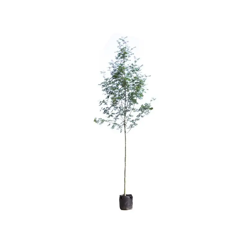Populair - Sorbus aucuparia