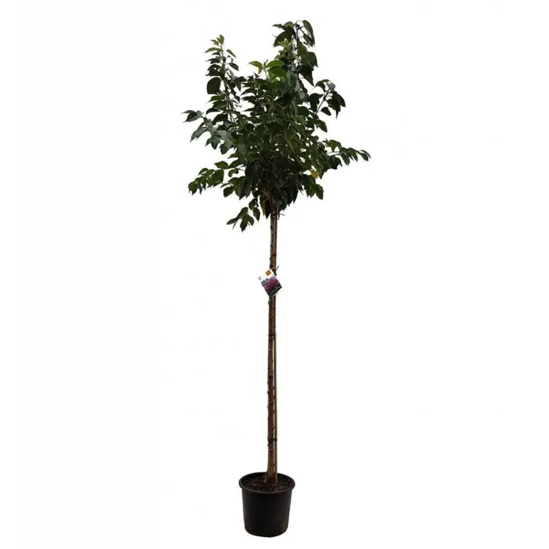 Prunus Kanzan | Outlet