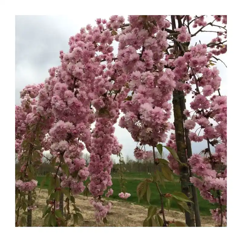 Prunus Kiku-Shidare-Zakura | Nog enkele stuks