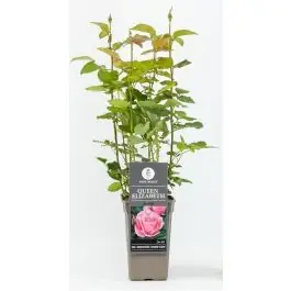 Rosa Queen Elizabeth | Alleen vandaag