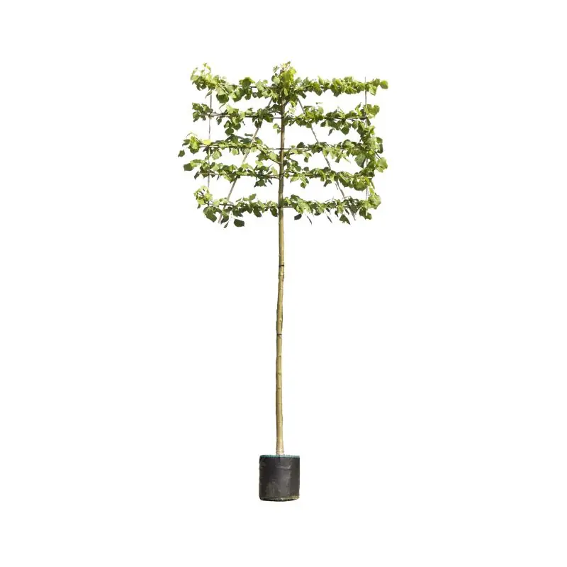 Bestseller - Tilia Pallida - leiboom