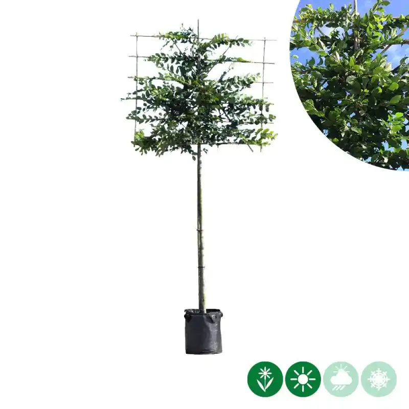Nog maar een paar beschikbaar | Carpinus betulus - leiboom