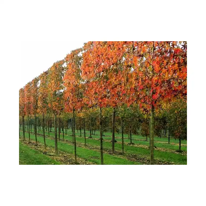 Liquidambar Styraciflua ‘Worplesdon‘ - leiboom - Premium