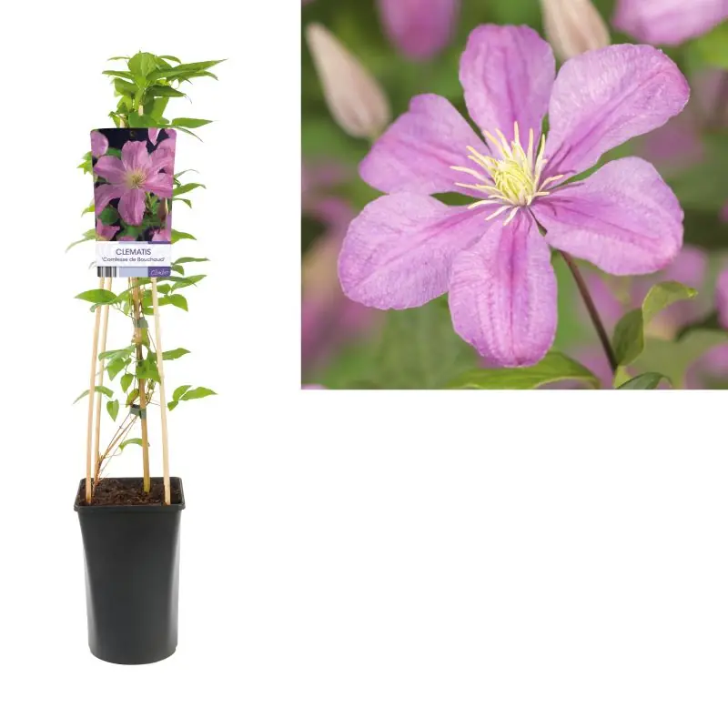 Wees er snel bij | Clematis Comtesse de Bouchaud