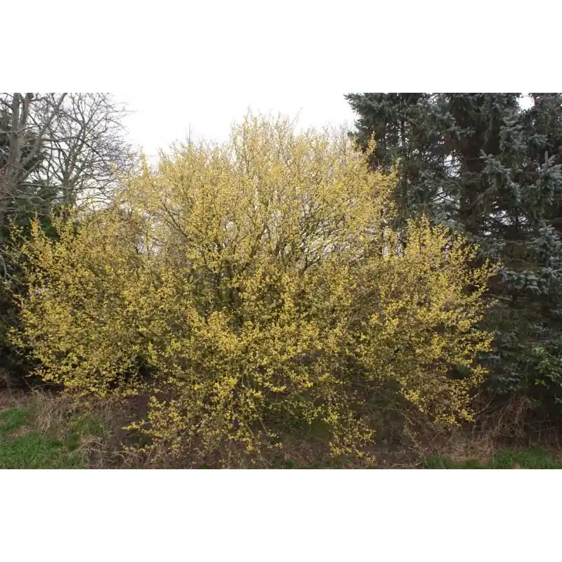 Cornus mas - Op voorraad