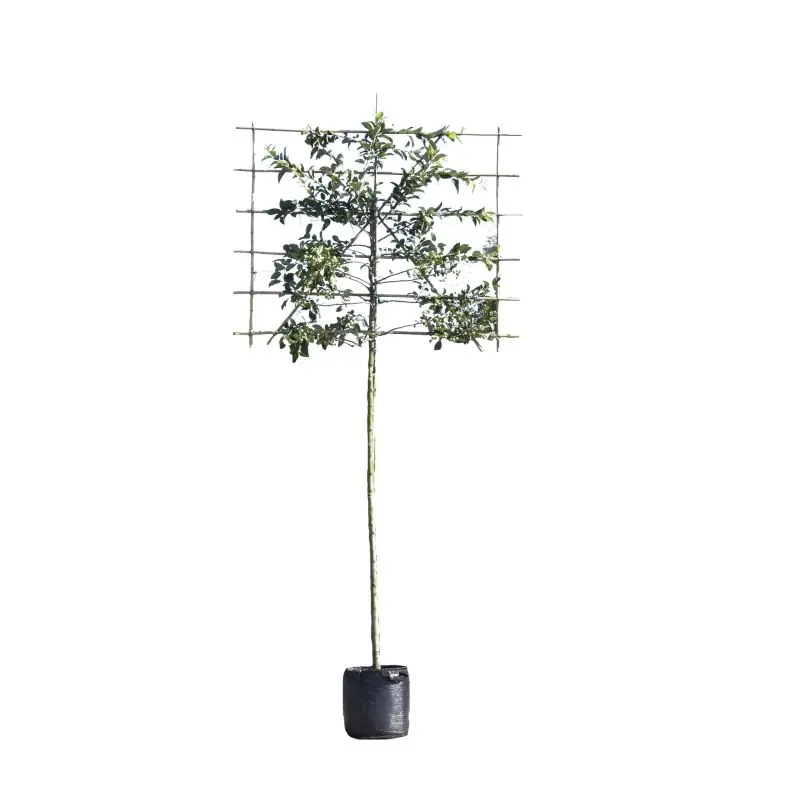 Alleen deze week - Malus Red Sentinel - leiboom
