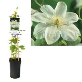 Topkwaliteit | Clematis Guernsey Cream