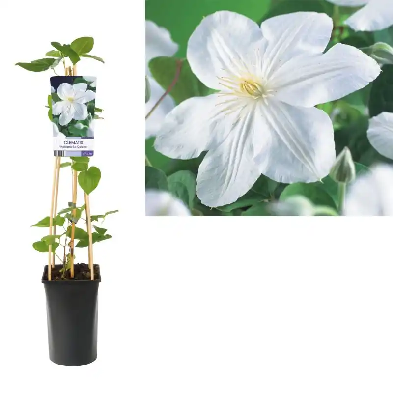 Topprijs | Clematis Madame le Coultre