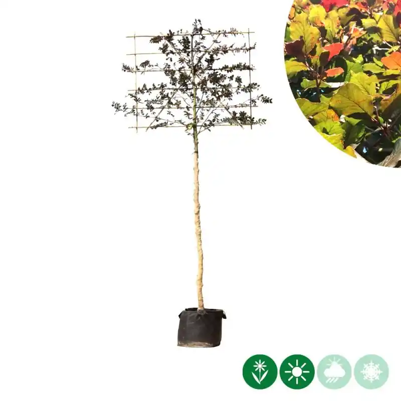 Fagus Atropunicea - leiboom | Extra voordeel