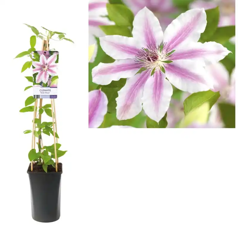 Gratis retourneren | Clematis Nelly Moser
