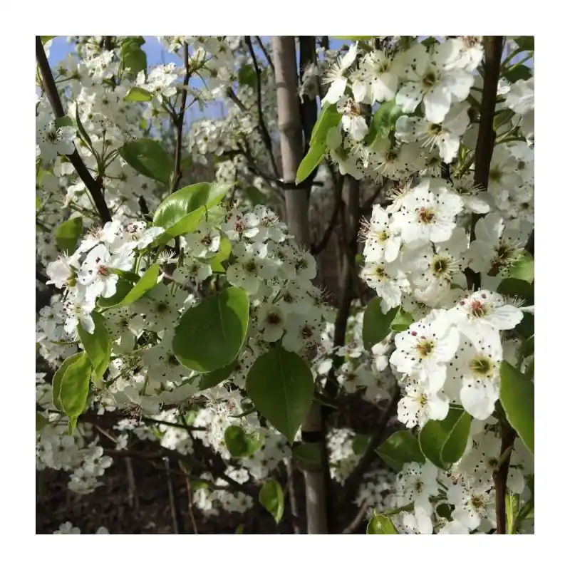 Zeer goed beoordeeld - Pyrus Chanticleer - leiboom