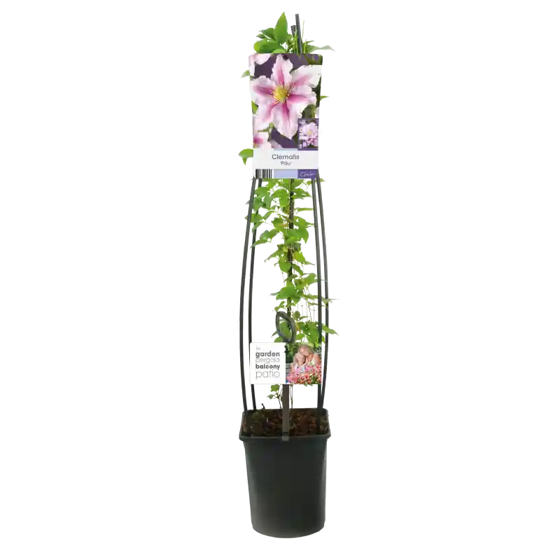 Direct beschikbaar | Clematis Piilu