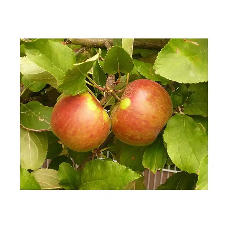 Klantfavoriet | Malus Elstar - leiboom laagstam