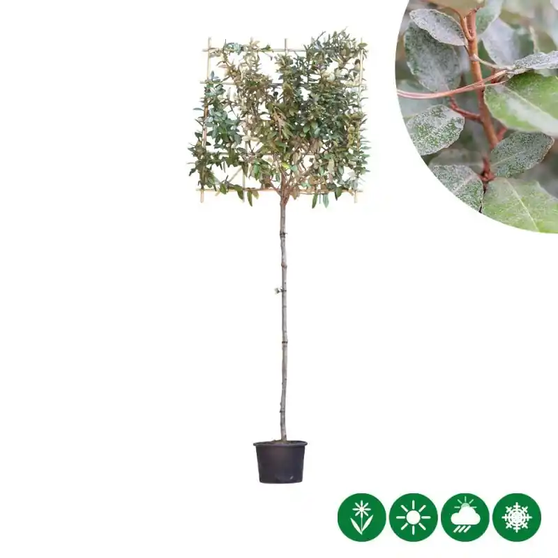 Elaeagnus ebbingei - leiboom - Speciale deal