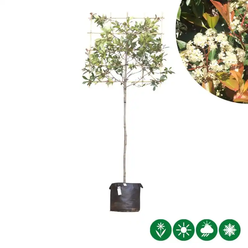 Photinia Red Robin - leiboom - Direct leverbaar