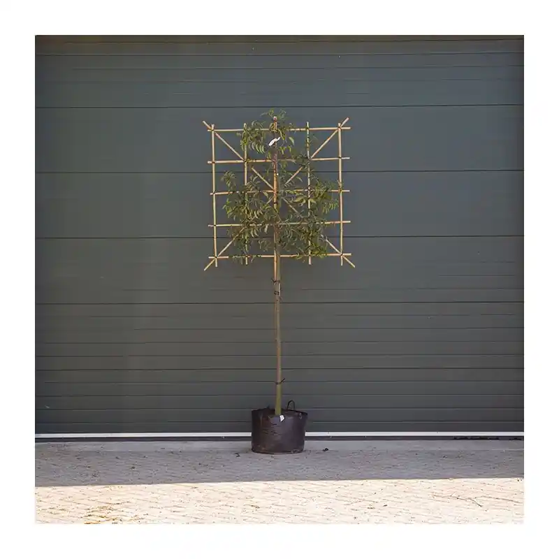 Prunus Lusitanica - leiboom | Aanrader