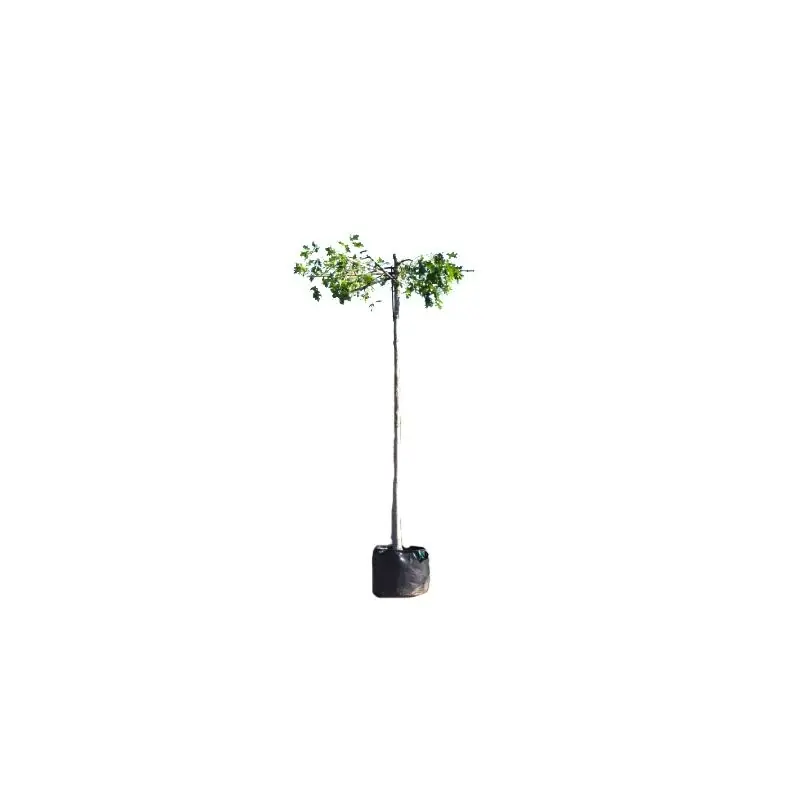 Quercus palustris - kruisdak | Dagdeal