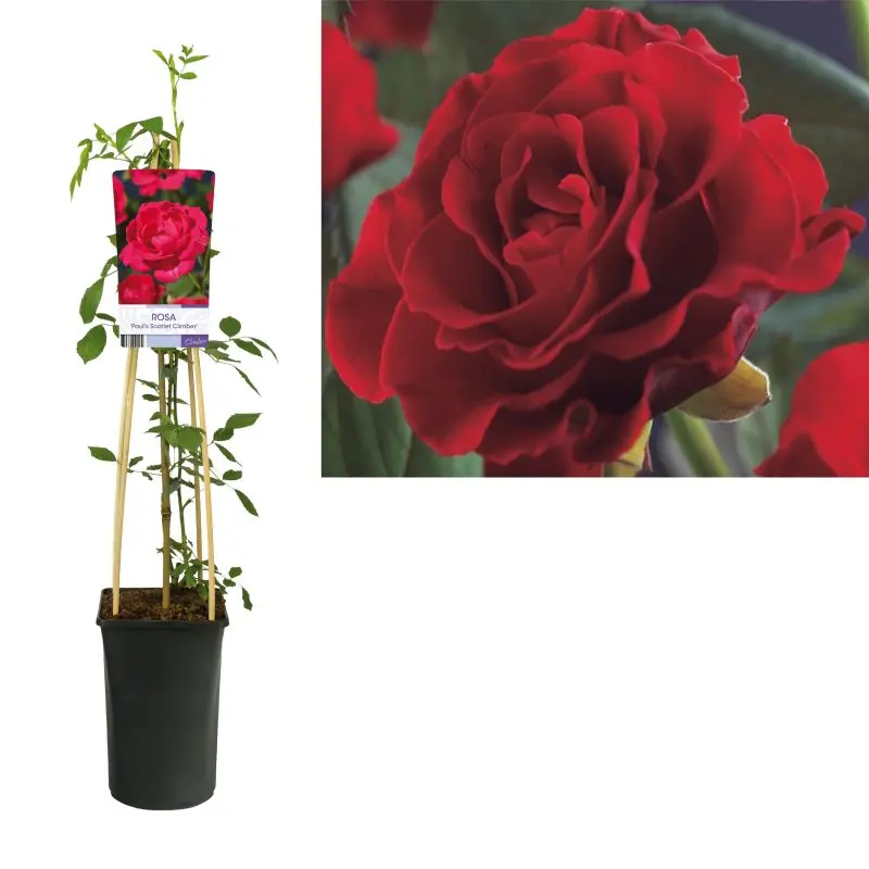 Rosa Paul‘s Scarlet Climber - Nieuw product