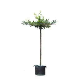 Prunus Laurocerasus - vierkant dak | Voeg toe aan winkelwagen