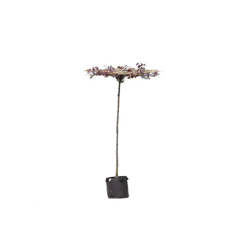 Nu beschikbaar | Prunus Nigra - vierkant dak