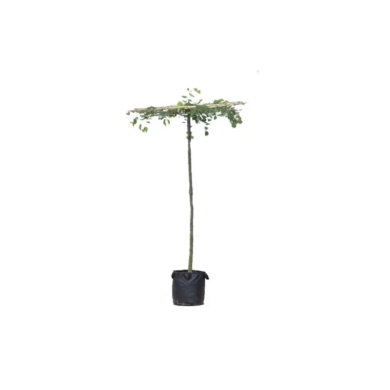 Superprijs | Tilia europaea - vierkant dak