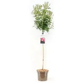 Rosa Bonica 82 op stam - Voordelig