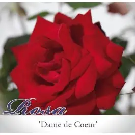 Populair bij klanten - Rosa Dame de Coeur op stam
