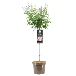 Nieuwe release | Rosa The Fairy op stam
