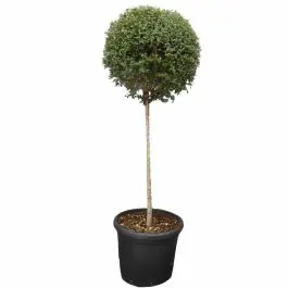 Ligustrum delavayanum op stam | Aanrader