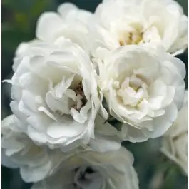 Speciale aanbieding - Rosa White Fairy