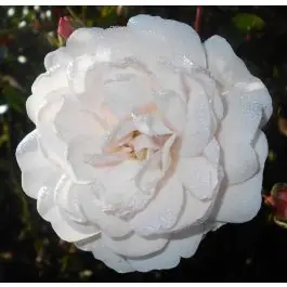 Rosa Sea Foam | Nieuw gelanceerd