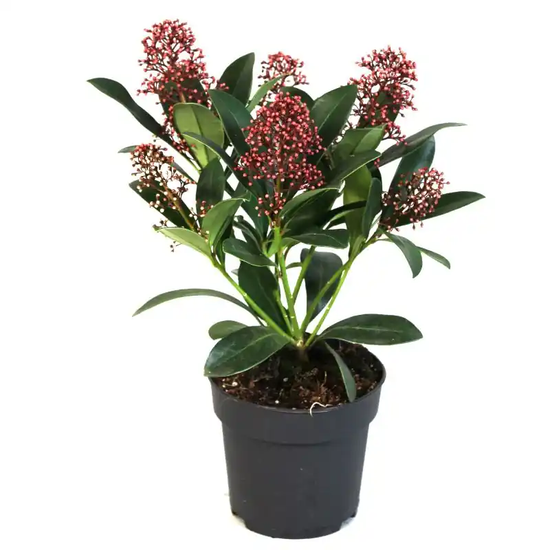 Nieuw binnen - Skimmia Rubella