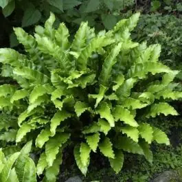Asplenium scolopendrium - Nieuw binnengekomen