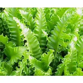Online kopen - Asplenium Cristatum