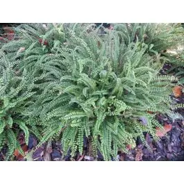 Prijsverlaging | Asplenium trichomanes