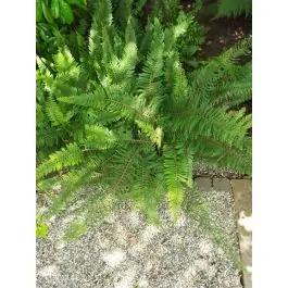 Athyrium filix-femina | Direct van de fabrikant